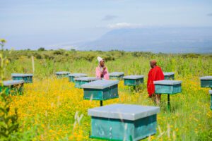journey of maasai honey