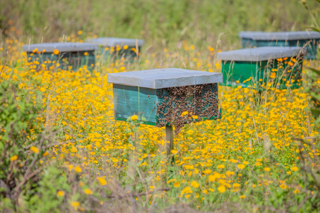 honey project