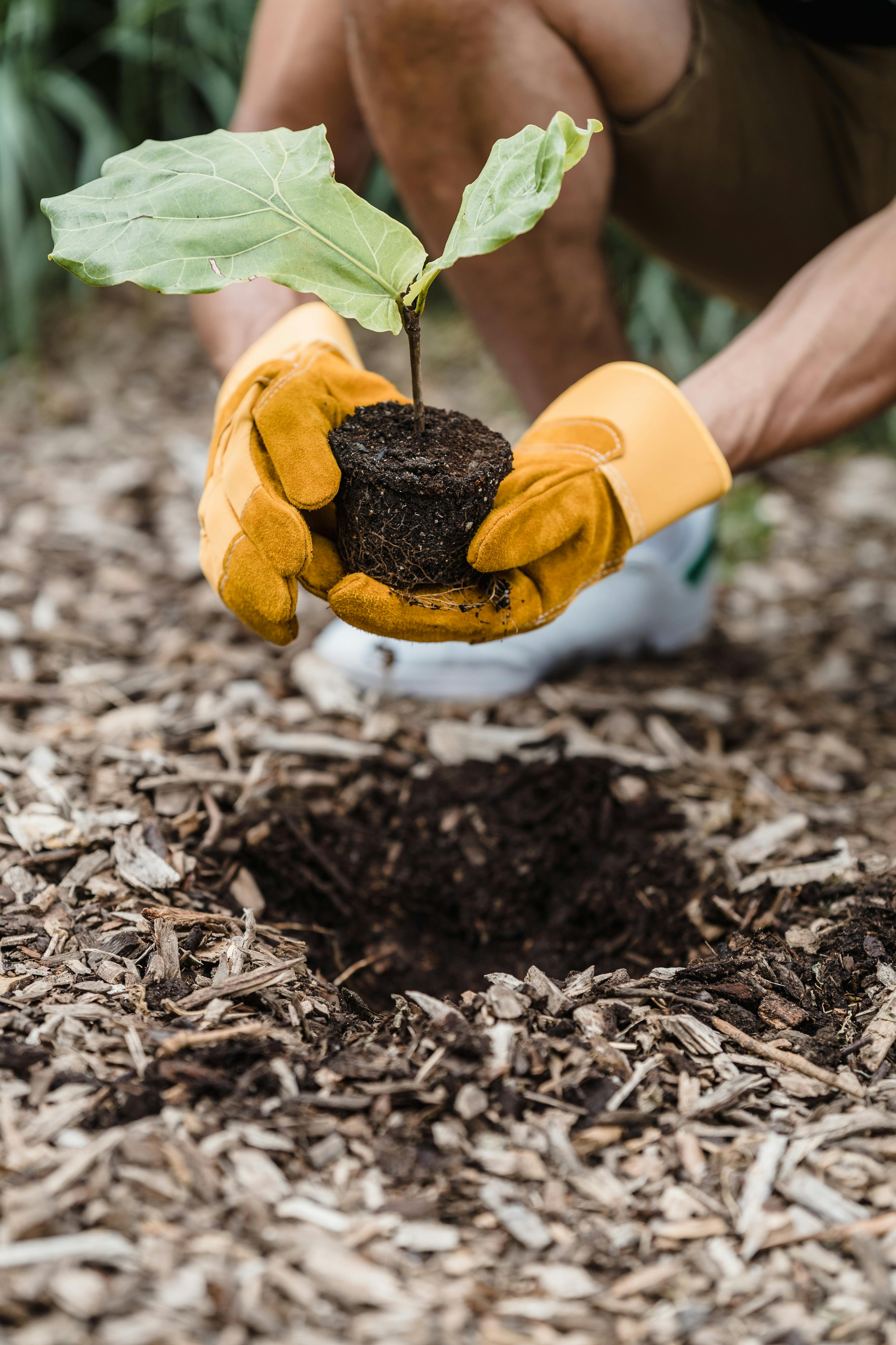 tree planting