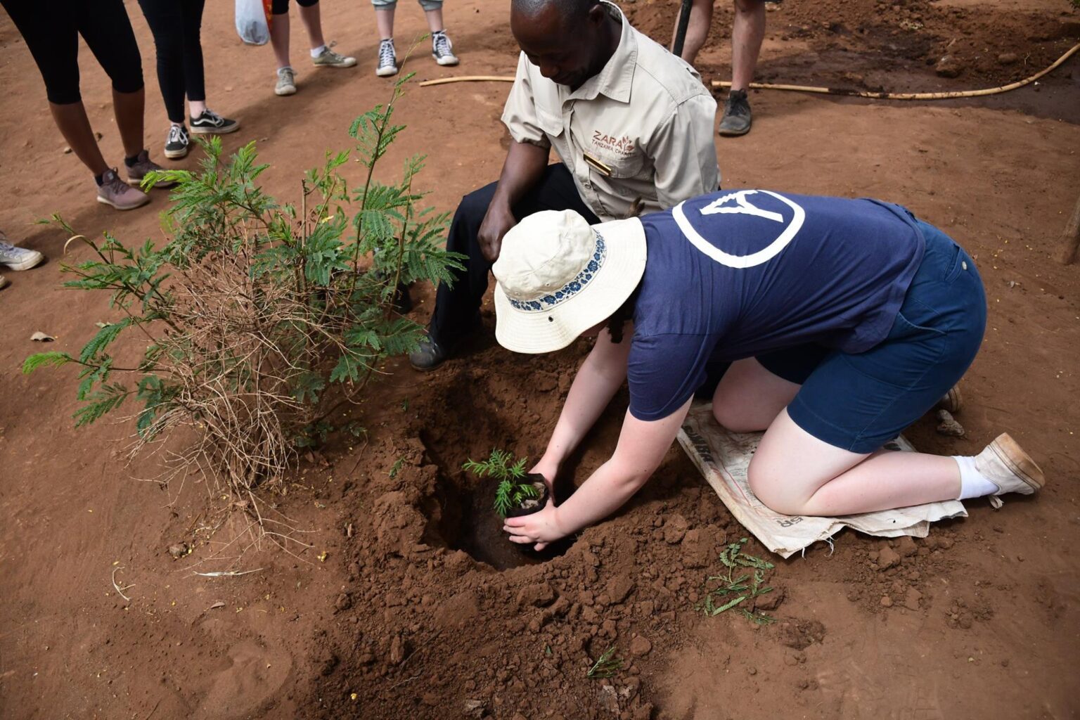 tree planting