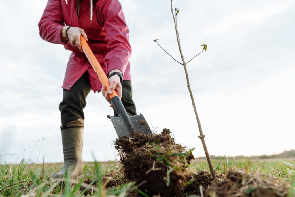 planting